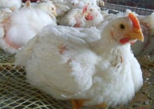 鸡养殖（养好肉鸡需掌握的三技巧）