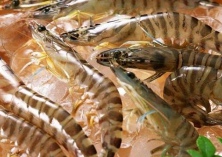 基围虾虾病的防治