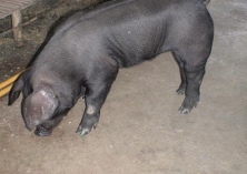 白菜喂黑猪效益高（需警惕发生中毒）