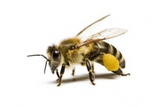 被蜜蜂蛰了怎么处理