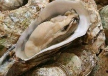 褶牡蛎的收获方法