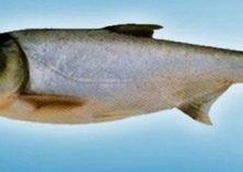 重庆忠县两渔民自发向长江放流鲢鱼鱼苗