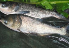 大中型水库鲢鳙鱼种放养密度和搭配比例