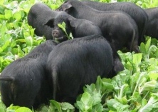 夏季豆腐渣喂黑猪须谨慎