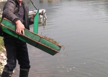 受灾蟹池可补养青虾