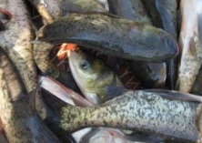 便秘能吃鳙鱼吗