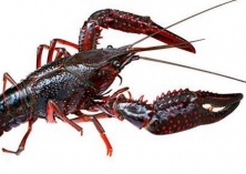 龙虾的饲料投喂技巧