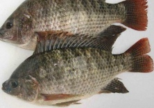 吉富福寿鱼健康养殖技术