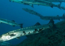 华北化冰后梭鱼气泡病死亡一例