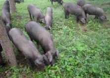 夏季养黑猪夜间多喂食