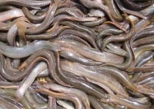 浙江首次向韩国出口食用活泥鳅