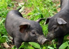 南丹瑶乡黑猪养殖产业发展快