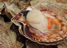 扇贝喜获丰收价格飙升