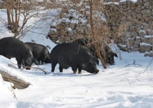 儋州温泉黑猪创收益