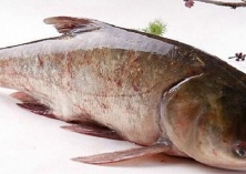 鳙鱼白尾病的防治