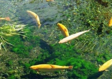 虹鳟鱼的营养知识