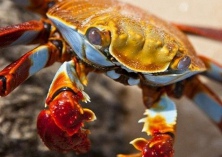 蟹种管理五要点