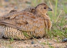 鹌鹑养殖的技巧