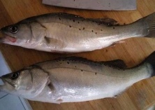 鲈鱼的做法大全