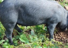 养黑猪的三种“不宜”做法