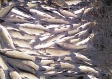 大闸蟹池塘青苔综合防治技术