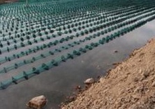 海参养殖之参苗的投放