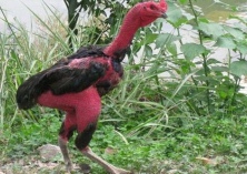 火鸡的六鞭毛虫的防治