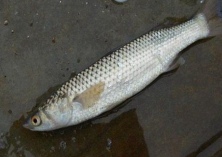 梭鱼微孢子虫的防治