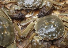 11月份大闸蟹养殖管理四大要点