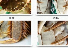 苏州阳澄湖大闸蟹