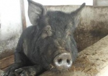 山东里岔黑猪供不应求