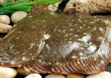 38批次水产品上黑榜（涉及多宝鱼）