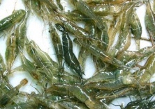 时隔十多年（我市再现野生青虾）