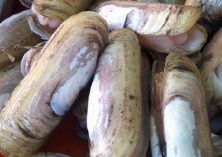 蛏子养殖技术（蛏子肥了市场“瘦”了）