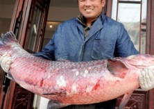 青鱼草鱼烂腮病症状及防治技术