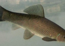 手竿钓青鱼的三个关键