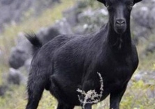 黑山羊心的营养价值