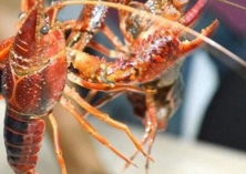 皮皮虾褐斑病的防治