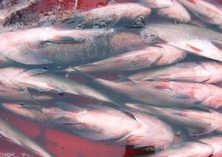 鳙鱼的营养价值及功效