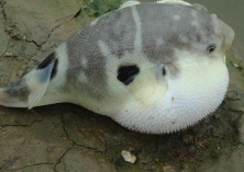 河豚弧菌病的防治 河豚弧菌病的防治