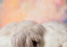 长毛兔的能量需要