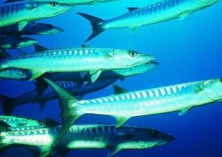 梭鱼的繁殖育种技术详解