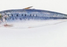 沙丁鱼能养殖吗？