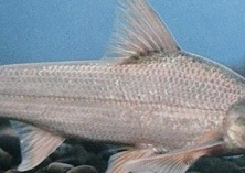 鳡鱼的繁育方法