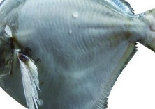 鲳鱼是海里的吗