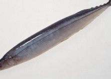 梭鱼滑走细菌病的防治