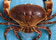 螃蟹养殖的常规管理