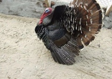 养殖火鸡的繁殖技术