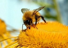 蜜蜂病害的预防与治疗