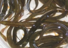 台湾泥鳅的人工繁殖技术